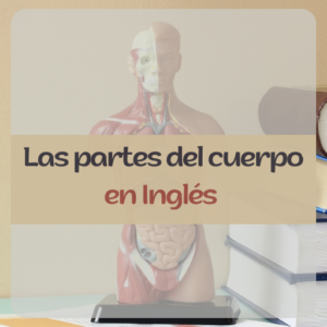 Lee más sobre el artículo Explorando las Partes del Cuerpo en Inglés